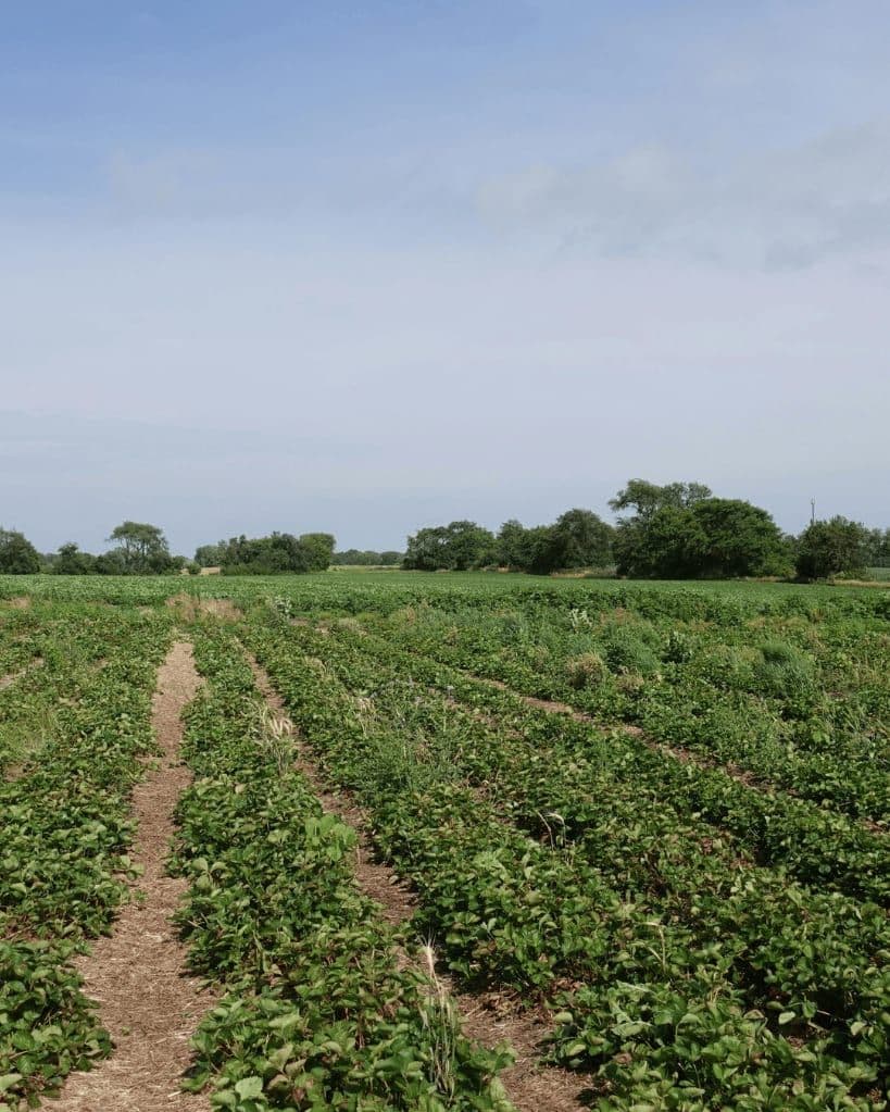 Un champ cultivé en rangs, sous un ciel dégagé.
